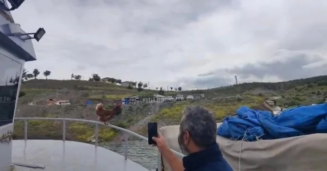 Yozgat ta Kaptan Tavuk görenleri gülümsetti Yozgat Haberleri