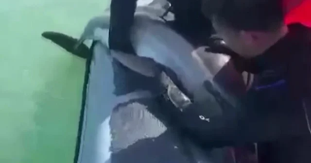 Samsun’da derede mahsur kalan yunusu polis kurtardı VİDEO İZLE