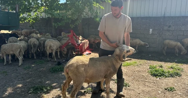 Kestirmek isteyene kırsalda kurbanlık 20 bin liradan başlıyor Bursa Haberleri