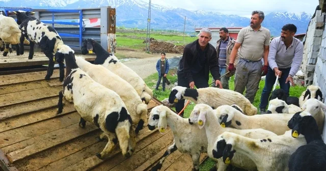 Erzincan da tulum peyniri için zorlu yayla yolculuğu başladı Erzincan Haberleri