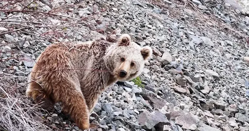 Yavru ayı, yiyecek ararken görüntülendi
