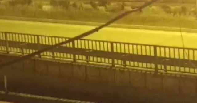 Firari koyun sürüsü kara yoluna çıkıp, üst geçidi kullandı Hatay Haberleri