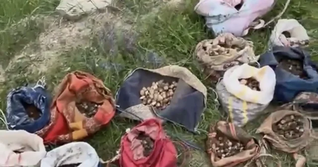 Çankırı da izinsiz salep toplayan 10 kişiye 6 milyon 992 bin TL ceza Çankırı Haberleri Habertürk Yerel Haberler