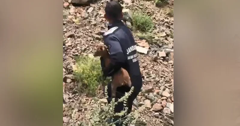JAK dalgıçları sarp yamaçta mahsur kalan yavru keçiyi kurtardı