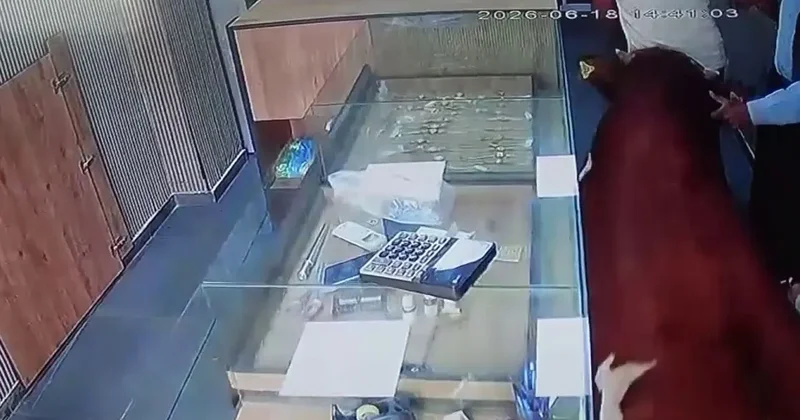Sahibinden kaçan dana kuyumcu dükkânına girdi