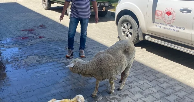 Erzincan da zamanla yarış mutlu sonla bitti Koyununu otomobile koyup il müdürlüğüne götürdü, veteriner müdahalesiyle kuzu sağlıklı dünyaya geldi Erzincan Haberleri Habertürk Yerel Haberler
