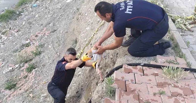 Çorum’da çaya düşen kediyi itfaiye kurtardı