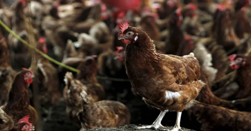 Kuş gribi son kıtanın da kapısını çaldı: H5N1 Avustralya’ya ulaştı