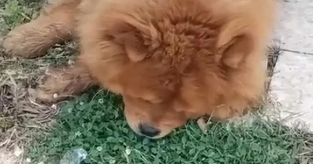 Köpeğin eziyet sonucu öldüğü iddiasına ilişkin 1 gözaltı Antalya Haberleri Habertürk Yerel Haberler