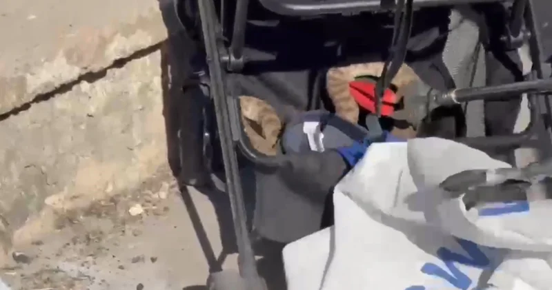 Şanlıurfa da ağaçtan bebek arabasına düşen yılan itfaiye ekiplerince çıkarıldı