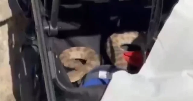 Şanlıurfa da korku dolu anlar: Ağaçtan düştü bebek arabasına girdi VİDEO İZLE