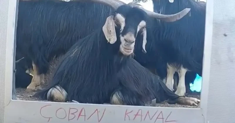 Fenomen çobanın keçisi hava durumu sunmaya başladı!