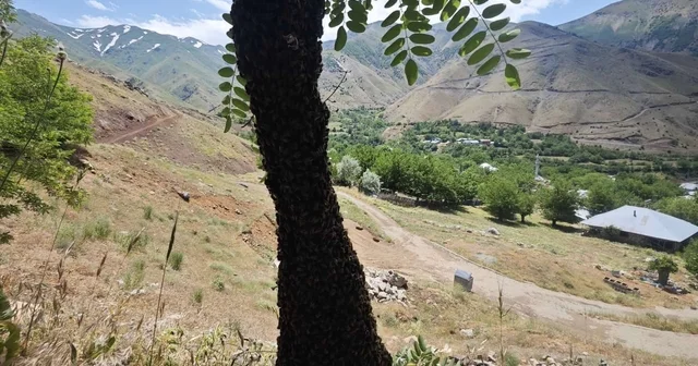 Arılar ağaçta oğul verdi: Dallar arıların ağırlığıyla eğildi Elazığ Haberleri Habertürk Yerel Haberler