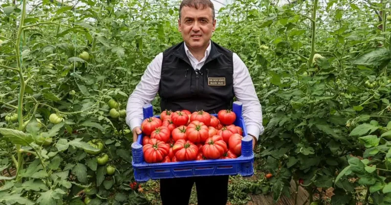Bilecik te örtü altı domates hasadı başladı