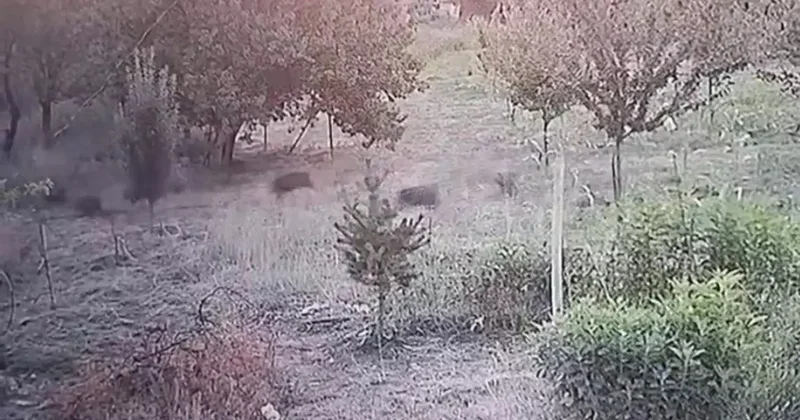Yer: Malatya... Domuz sürüsü yerleşim yerine indi, o anlar kameraya yansıdı