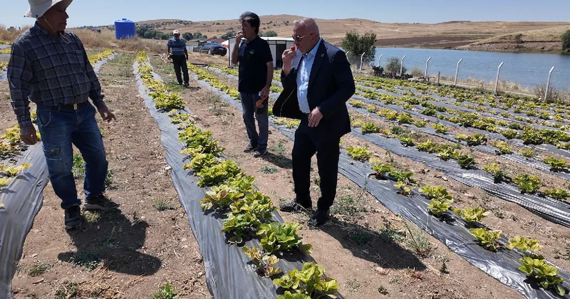Aylar süren hazırlığın ardından hasat başladı: Kasalar dolup taşıyor Sözcü Gazetesi