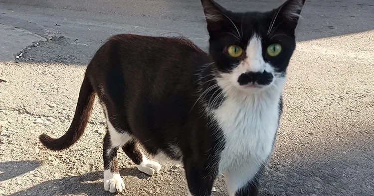 Pala bıyıklı kedi görenleri tebessüm ettiriyor