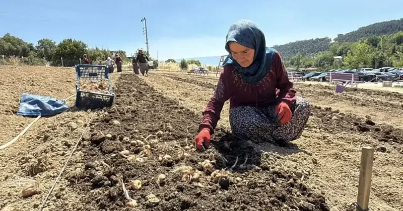 Karabük te ekimi başladı! Kilogramı 650 bin TL... 3 ayda hasat edilecek