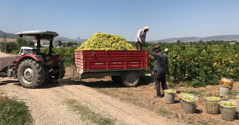 Üzüm üreticisi dertli! Üvey evlat muamelesi görüyoruz