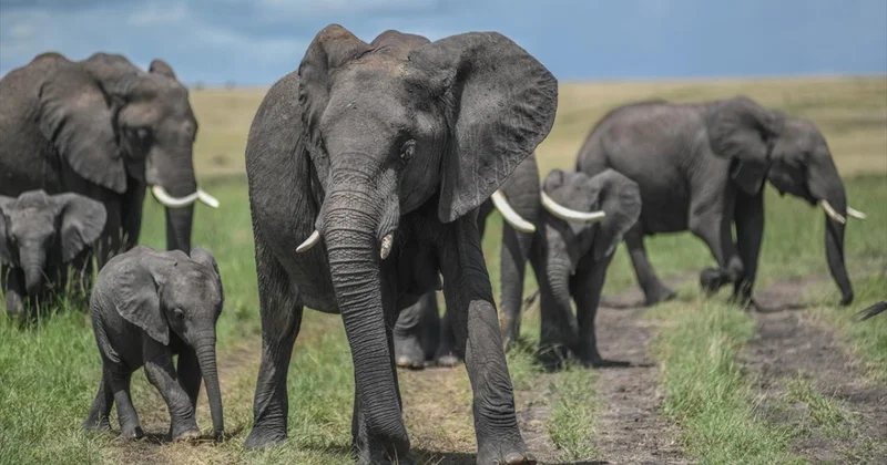 Kenya da Amboseli Milli Parkı ve çevresinde ölen fillerin sayısı 17 ye yükseldi