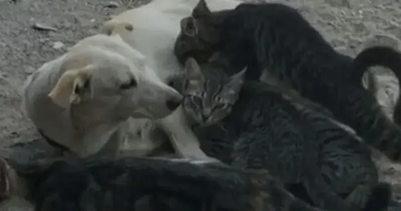 Köpek, kedi yavrularını emzirirken görüntülendi