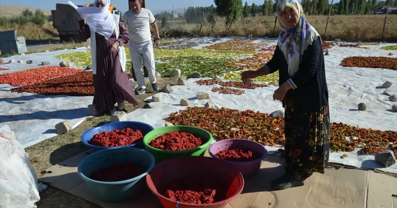 Bölgede rakibi yok! Kış sofralarının vazgeçilmezi: 25 dönümlük tarladan Avrupa ya gidiyor