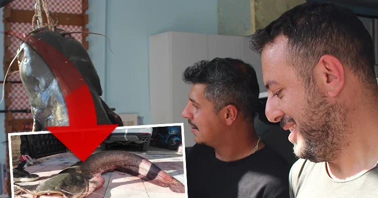 3 arkadaş gözlerine inanamadı! Sivas taki nehirde tuttular: Tam 190 santim uzunluğunda