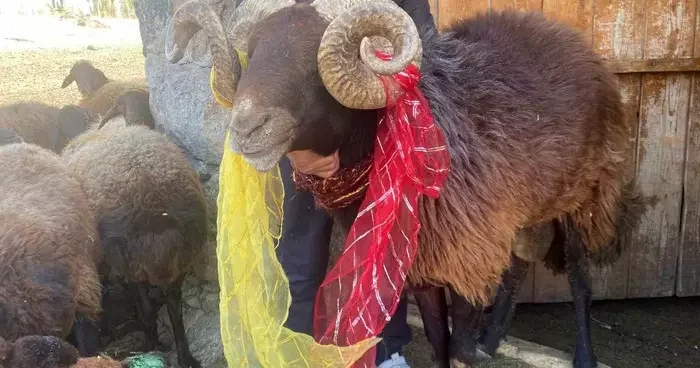 Yüzyıllık koç katımı geleneği Ağrı’da yaşatılıyor