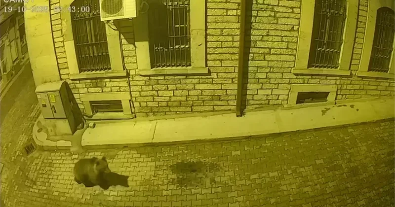 Aç kalan ayı sokaklara indi, köpekler kovaladı! İlginç anlar kameralarda