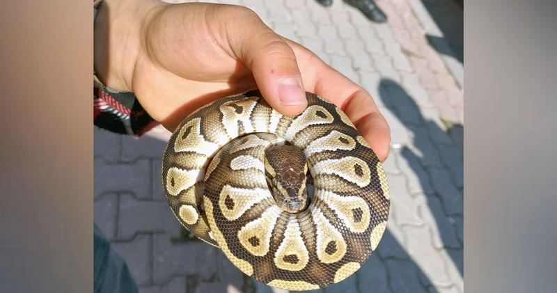 Konya da bir kişinin cebinden yavru piton çıktı