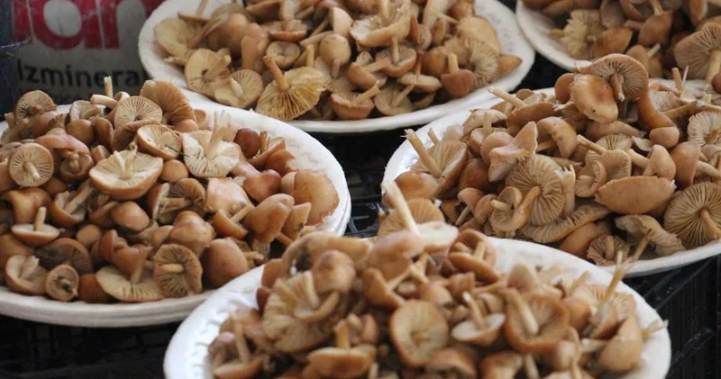 Ormandan kova kova topladılar, kilosunu 400 TL den sattılar