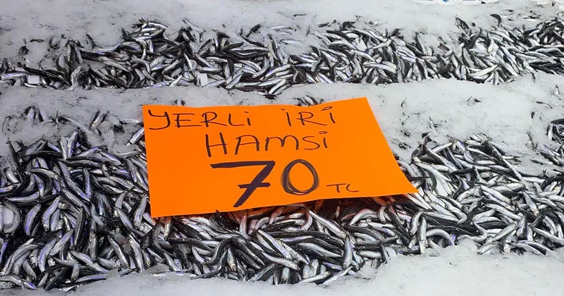 Ordu da hamsi bolluğu: Kilosu 70 liraya düştü