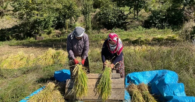 Artvin de geleneksel yöntemlerle çeltik hasadı Artvin Haberleri