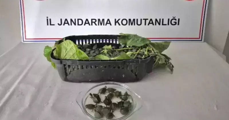 Yolcu otobüsünde ülkeye sokulması yasak olan 500 su kaplumbağası ele geçirildi