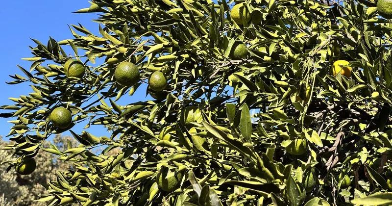 Bodrum mandalinasında rekolte beklentisi yüksek