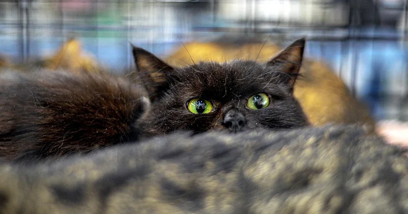 İspanya da Cadılar Bayramı öncesi siyah kedi sahiplenme yasağı