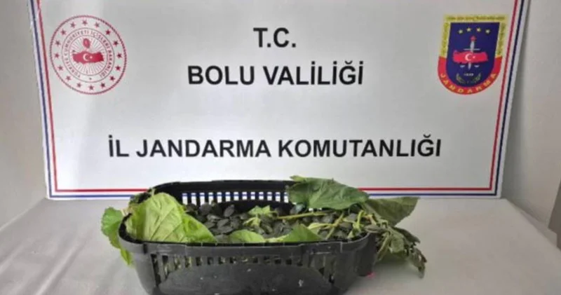 İstilacı olarak biliniyor! Ülkeye sokulması yasak: Yüzlercesi ele geçirildi