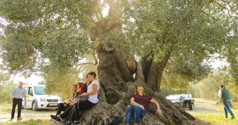 Zeytin cenneti tedirgin Sözcü Gazetesi