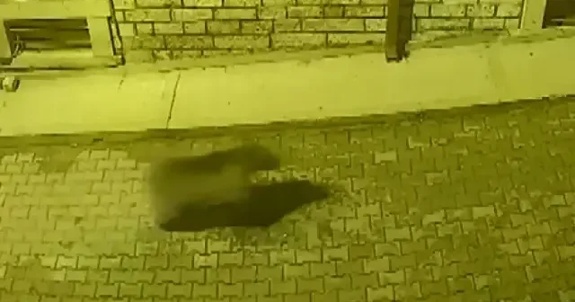 Kastamonu da şehre inen ayıyı köpekler kovaladı VİDEO İZLE
