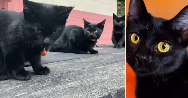 Katalonya da kara kedi alarmı: Sahiplenmek yasaklandı Avrupa Haberleri