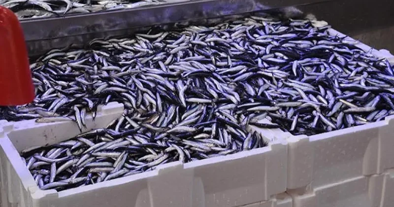 Balık tezgahlarında hamsi bolluğu: Kilogramı 70 TL!