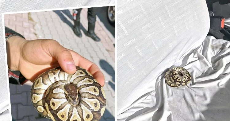 Konya da şaşkına çeviren olay! Polis bir kişinin cebinde buldu: El konuldu, para cezası kesildi