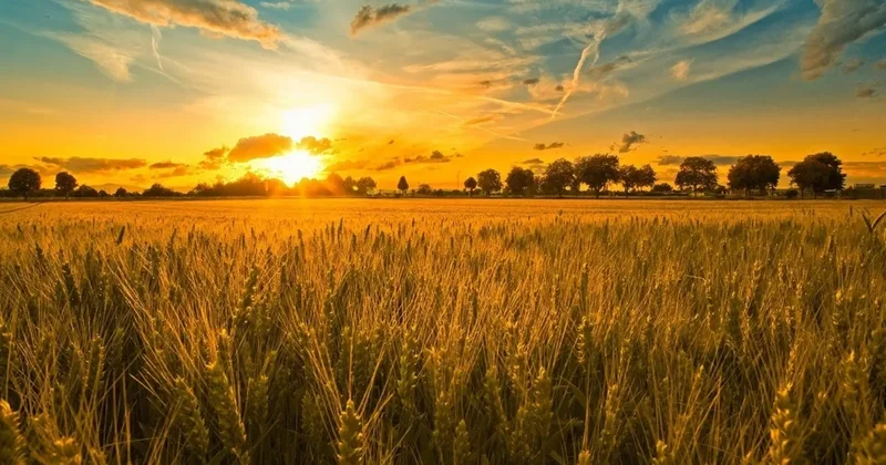 Dünyanın tarım haritası değişti! Türkiye bakın kaçıncı oldu
