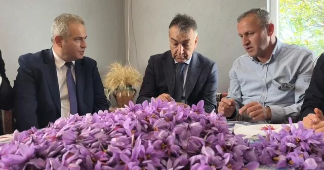 Safranbolu da safran hasadı sürüyor; kilosu 800 bin TL Karabük Haber Habertürk Yerel Haberler