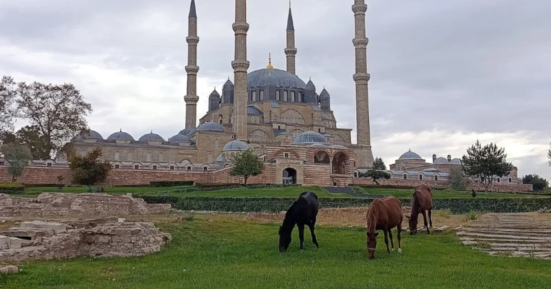 Selimiye de başıboş atlar otladı Sözcü Gazetesi