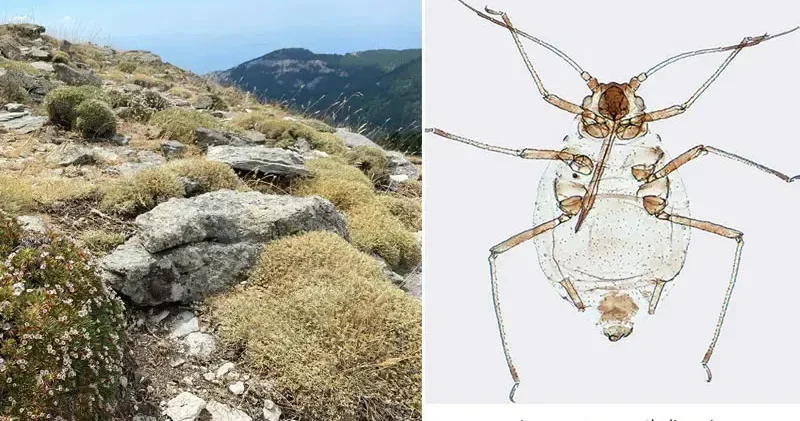Kaz Dağları nda yeni bir böcek türü keşfedildi