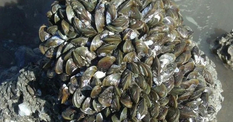 Saniyeler içinde çoğalarak koskoca ülkenin kabusu oldular Sözcü Gazetesi