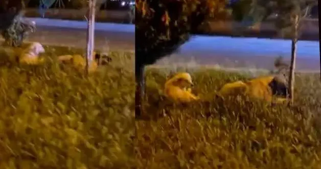 Batman da zararsız dediği sokak köpeklerinin saldırısına uğradı