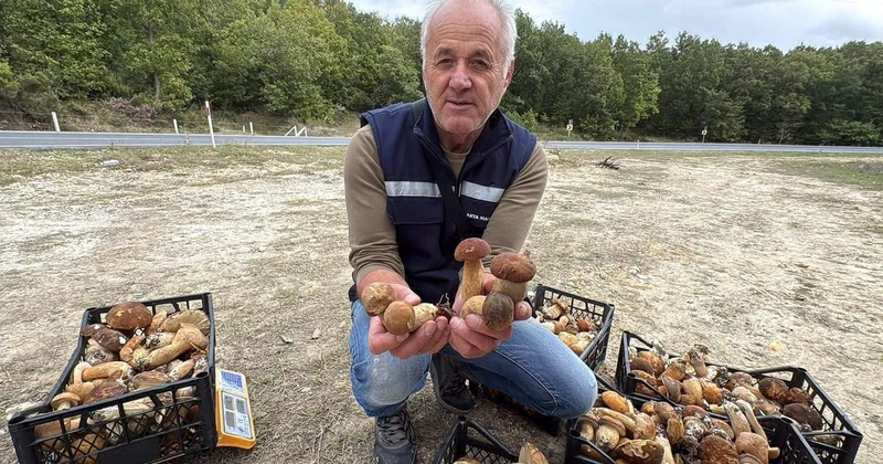 Ormana giren ceplerini dolduruyor! Kilosu 500 TL den alıcı buluyor