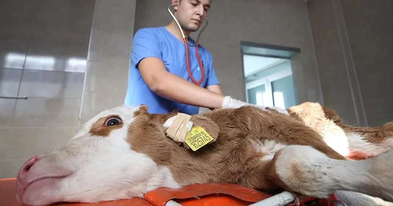 Üreticinin maliyeti katlanıyor: En yüksek artış veteriner harcamaları Sözcü Gazetesi